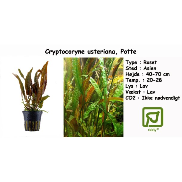 Cryptocoryne usteriana, Potte - Akvarieplanter i potter og - Unimati ApS