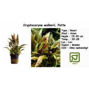 Cryptocoryne walkerii, Potte
