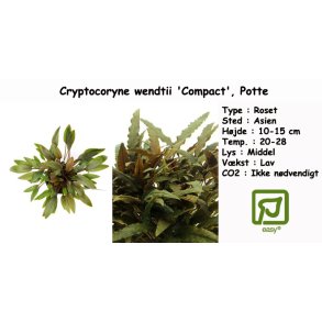 Cryptocoryne wendtii 'Compact', Potte