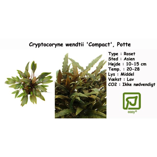 Cryptocoryne wendtii 'Compact', Potte