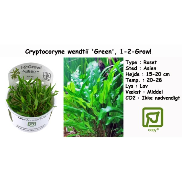 Cryptocoryne wendtii 'Green', 1-2-Grow! 