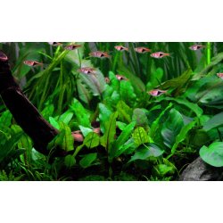 Cryptocoryne wendtii 'Green', 1-2-Grow! 