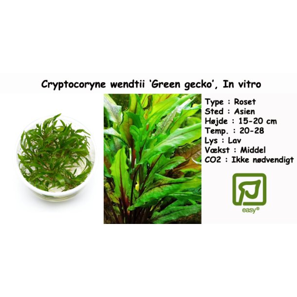 Cryptocoryne wendtii 'Green gecko', In vitro