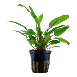 Cryptocoryne wendtii 'green', Potte