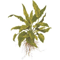 Cryptocoryne wendtii 'Green', 1-2-Grow! 