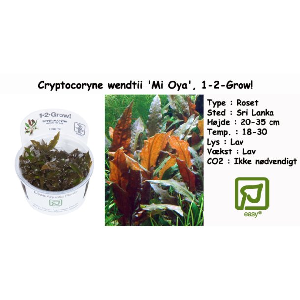 Cryptocoryne wendtii 'Mi Oya', 1-2-Grow!