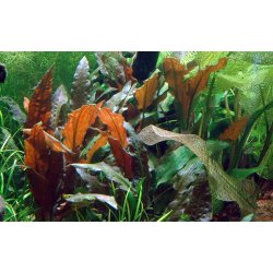 Cryptocoryne wendtii 'Mi Oya', 1-2-Grow!