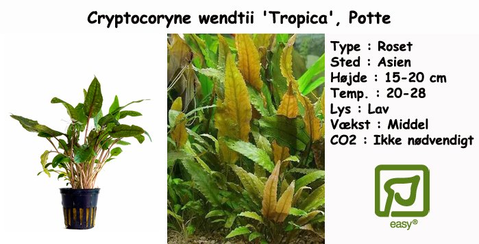 Cryptocoryne wendtii 'Tropica', Potte Akvarieplanter i potter bundter - Unimati ApS