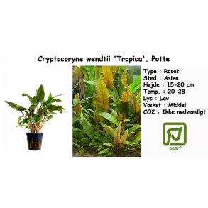 Cryptocoryne wendtii 'Tropica', Potte