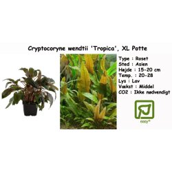 Cryptocoryne wendtii 'Tropica', XL Potte