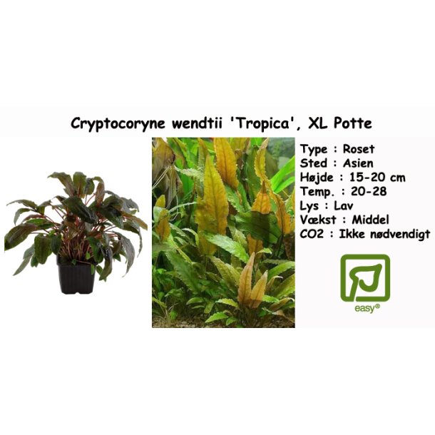 Cryptocoryne wendtii 'Tropica', XL Potte