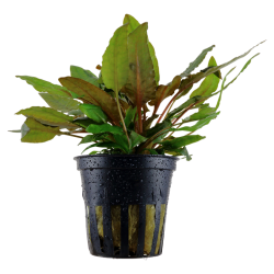 Cryptocoryne wendtii 'Tropica', Potte