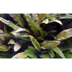 Cryptocoryne wendtii 'Tropica', Potte