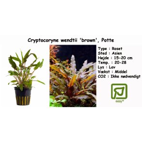 Cryptocoryne wendtii 'brown', Potte