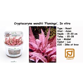 Cryptocoryne 'flamingo', In vitro