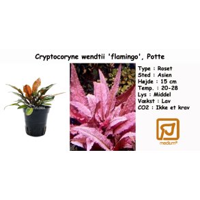 Cryptocoryne wendtii 'flamingo', Potte