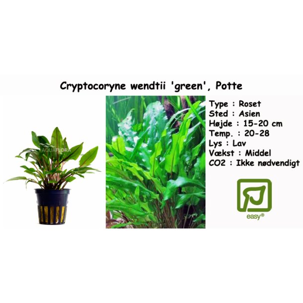 Cryptocoryne wendtii 'green', Potte