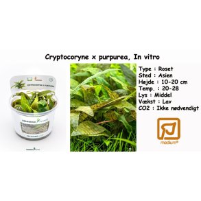 Cryptocoryne x purpurea, In vitro