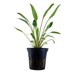 Cryptocoryne x willisii, Potte