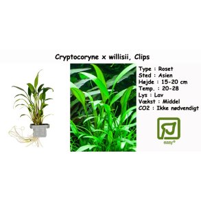 Cryptocoryne x willisii, Clips