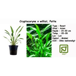 Cryptocoryne x willisii, Potte