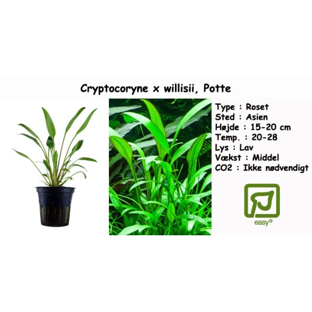 Cryptocoryne x willisii, Potte