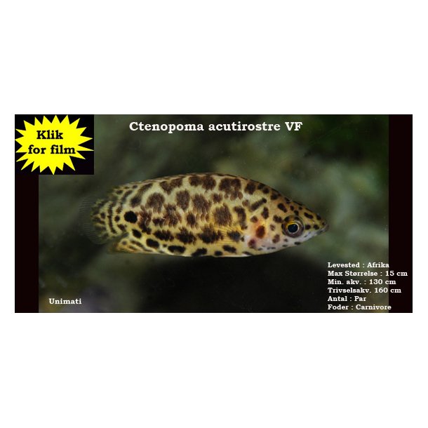 Ctenopoma acutirostre - Leopardbuskfisk