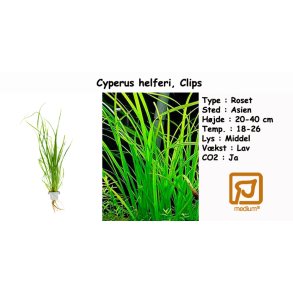 Cyperus helferi, Clips