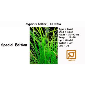 Cyperus helferi, In vitro