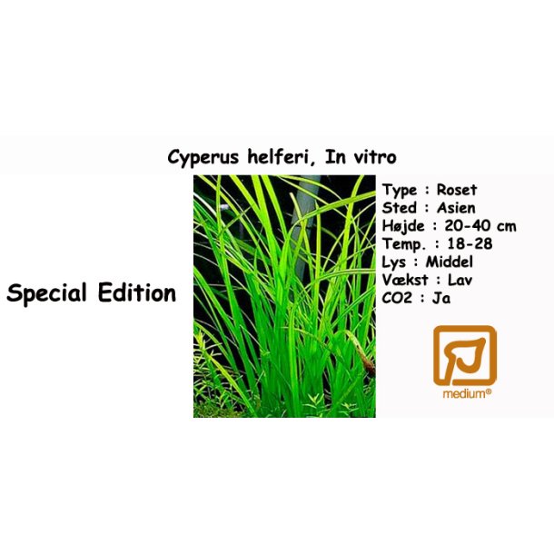 Cyperus helferi, In vitro