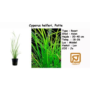 Cyperus helferi, Potte