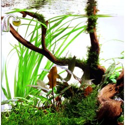 Cyperus helferi, Potte