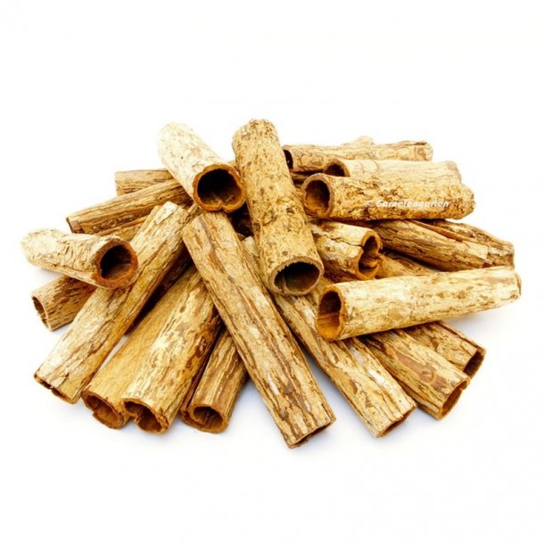 Catappa/Ketapang rr XL, 1 stk