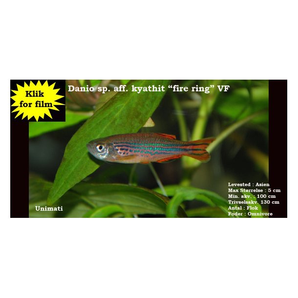 Danio sp. aff. kyathit "fire ring" VF