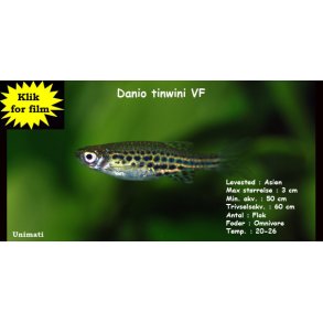 Danio tinwini VF