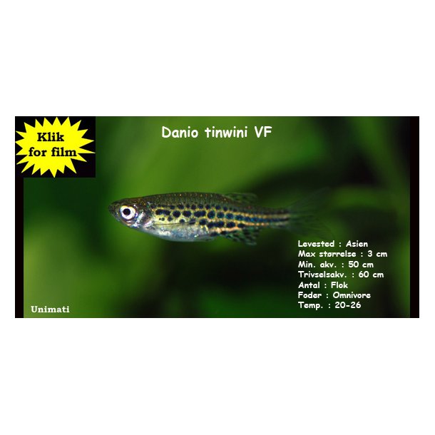 Danio tinwini VF