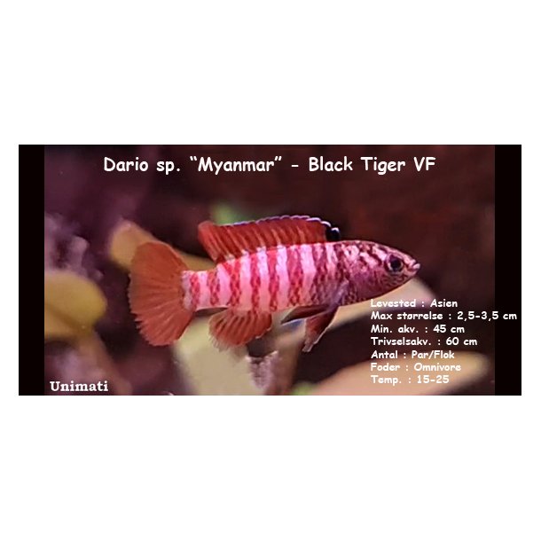 Dario sp. "Myanmar" - Black Tiger VF