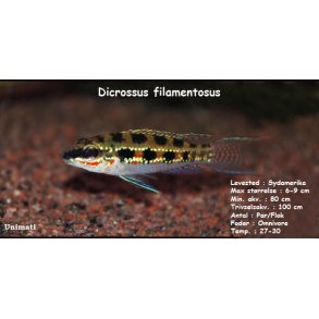 Dicrossus filamentosus