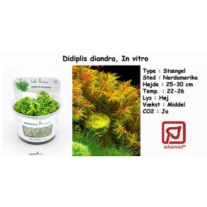 Didiplis diandra, In vitro