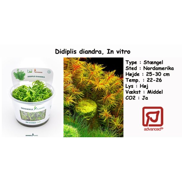 Didiplis diandra, In vitro