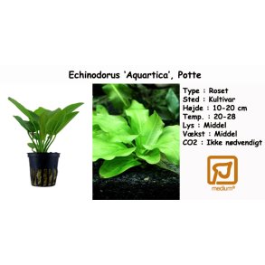 Echinodorus 'Aquartica', Potte