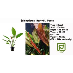 Echinodorus 'Barthii', Potte