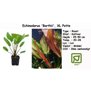 Echinodorus 'Barthii', XL Potte