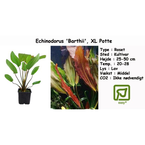 Echinodorus 'Barthii', XL Potte