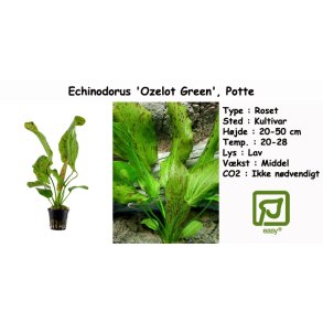 Echinodorus 'Ozelot Green', Potte