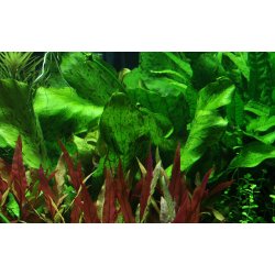 Echinodorus 'Ozelot Green', Potte