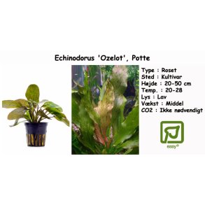 Echinodorus 'Ozelot', Potte