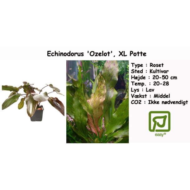Echinodorus 'Ozelot', XL Potte