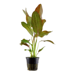 Echinodorus 'Ozelot', Potte