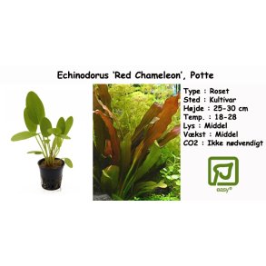 Echinodorus 'Red Chameleon', Potte